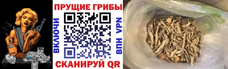 Галлюциногенные грибы Psilocybe  купить   Нюрба 